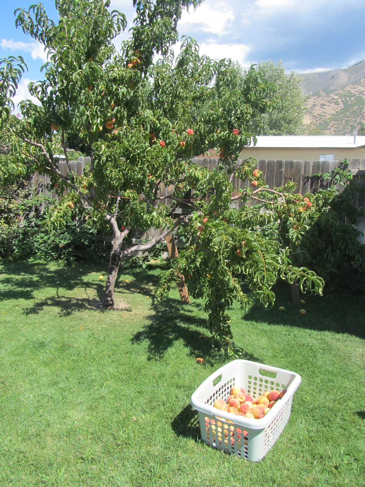 Mashed Potatoes and Crafts Reparing Broken Fruit Tree or Peach Tree