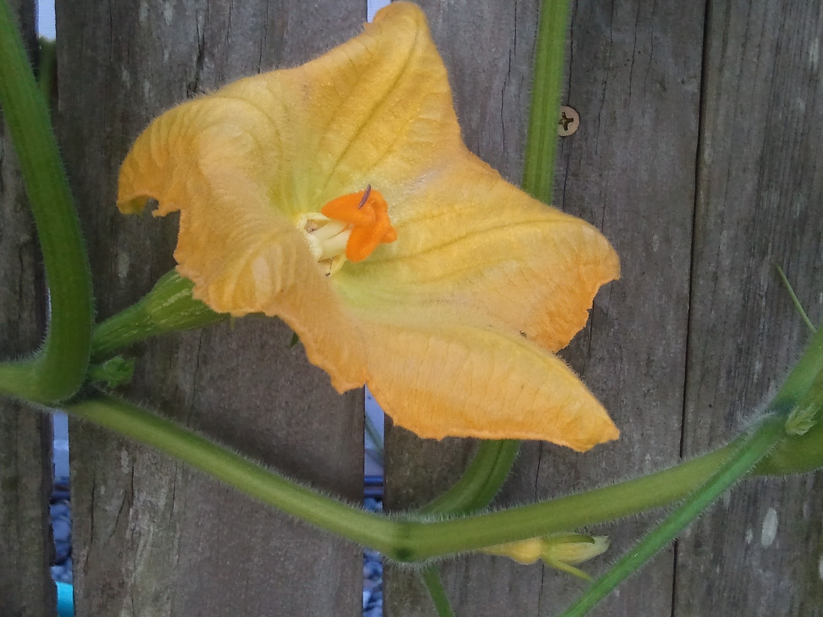 Apt Garden Harvesting Butternut Squash