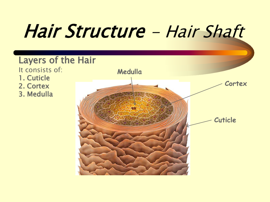 hair diagram pics for gt hair diagram hair diagram pics for gt hair diagram