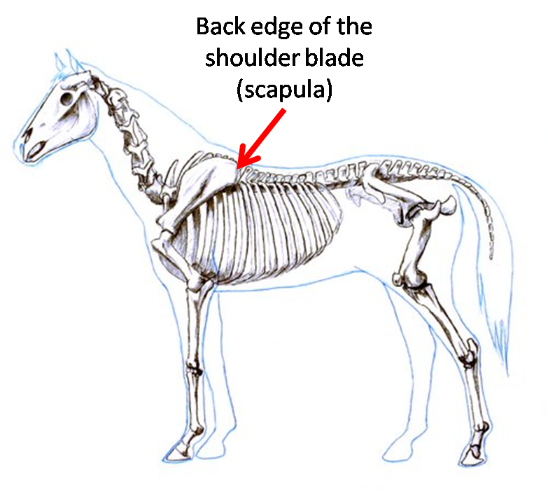 Anatomy Scapula Of Horse veterinary online