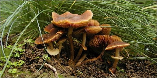 Foto gambar Conocybe Jamur berbahaya beracun paling mematikan di dunia Foto gambar Conocybe Jamur berbahaya beracun paling mematikan di dunia