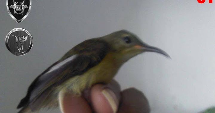 TIPS MEMILIH BURUNG KOLIBRI NINJA JANTAN USIA TROTOL