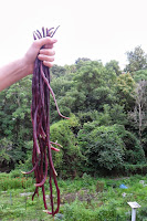 Long purple beans