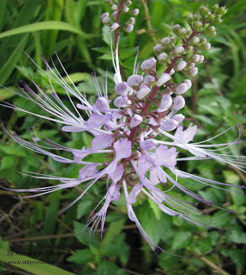 Cat's Whiskers Flowers