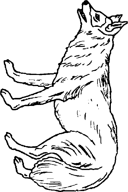 Desene Imagini De Colorat Lup Lupi Planse De Colorat Imagini