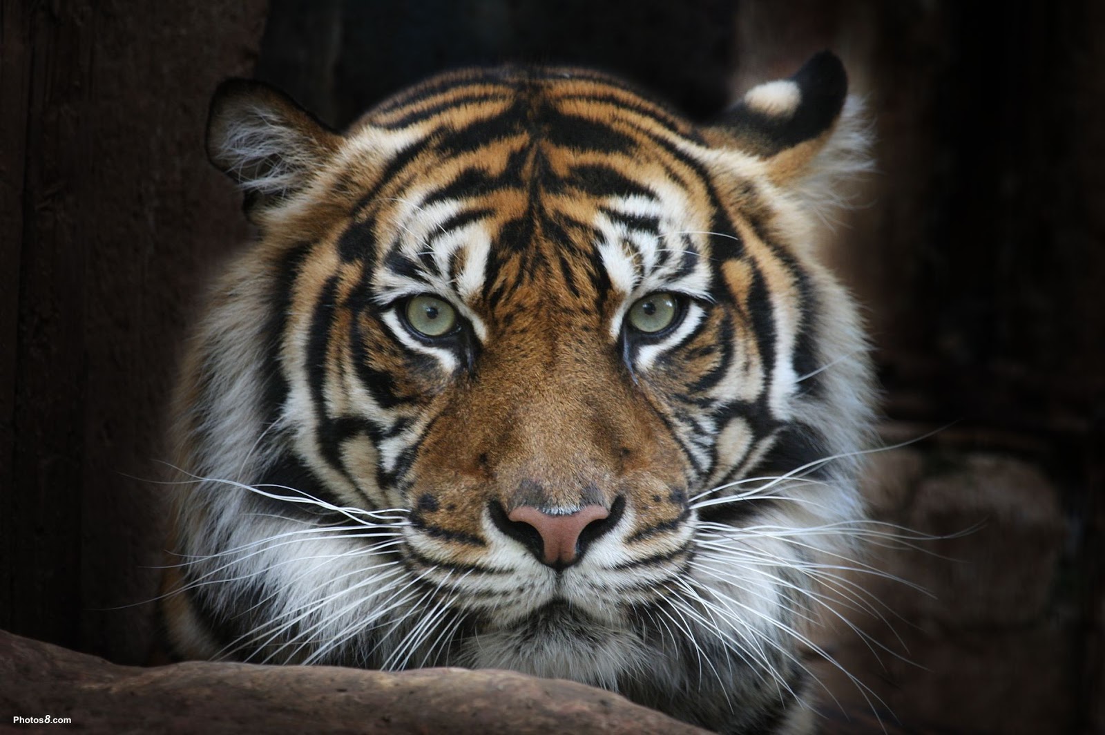 http://4.bp.blogspot.com/-Q0mKEBHErso/TjJf7PhAt4I/AAAAAAAAABQ/Sj4lPZVluU0/s1600/Sumatran%2BTiger%2BFace%2Bwallpaper.jpg