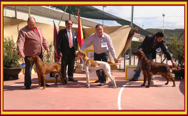 Vizsla Mimosa de La Muela de Cortes. Reserva de Grupo 7 Absoluto