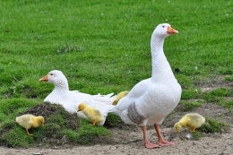 Adult Embden Geese with Goslings Adult Embden Geese with Goslings