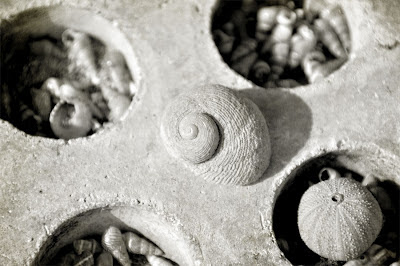 Lace Age Girl: Sea treasures in monochrome
