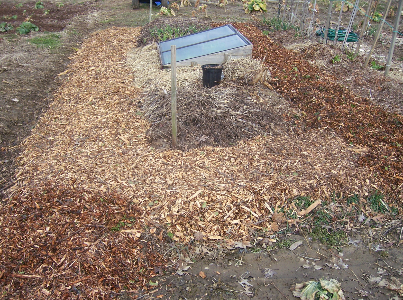 Can You Use Cedar Chips In Chicken Run at John Oakley blog