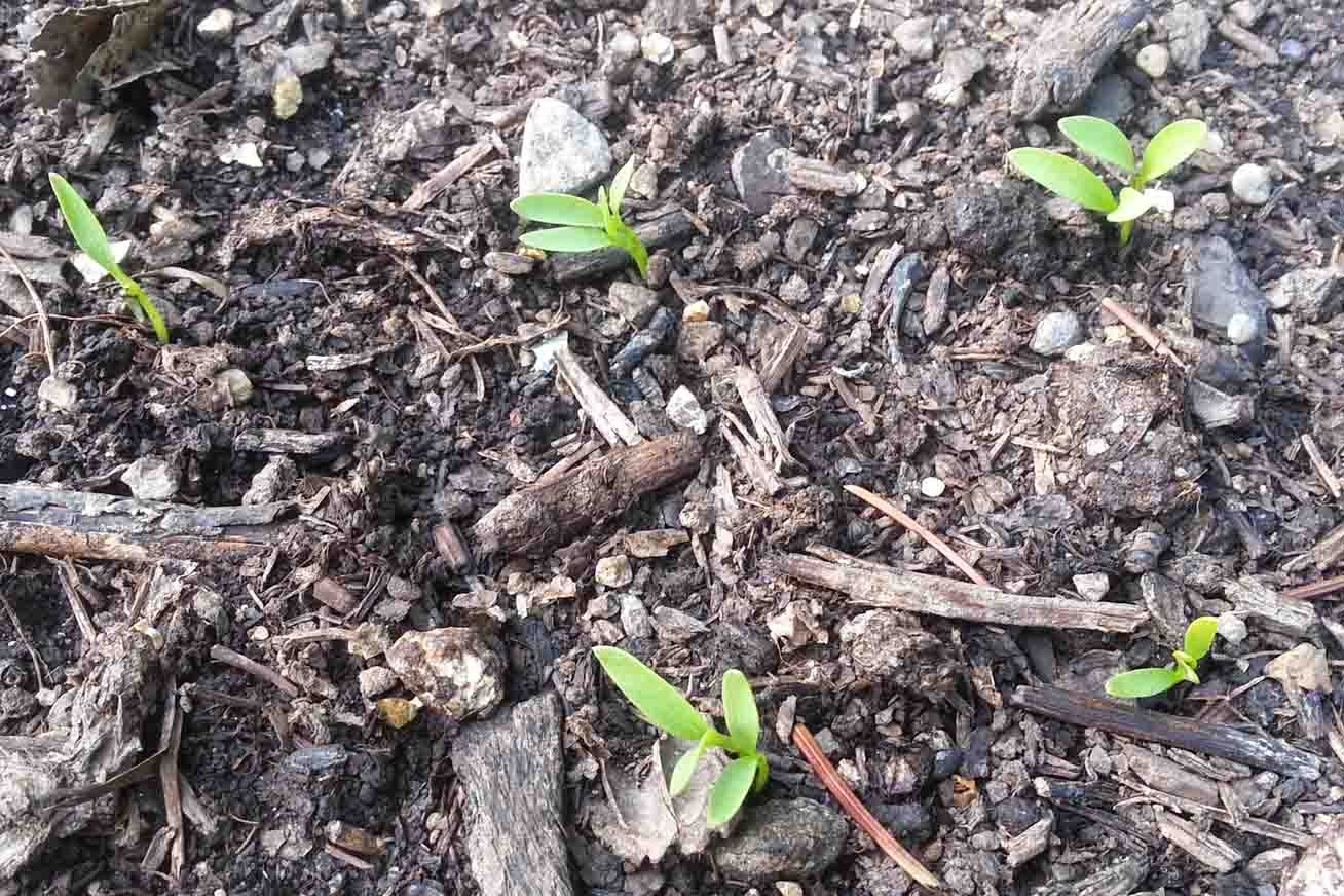cilantro seedlings falling over cilantro seedlings falling over