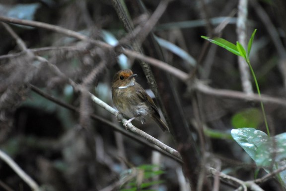 Rufous-Browed Flycatcher