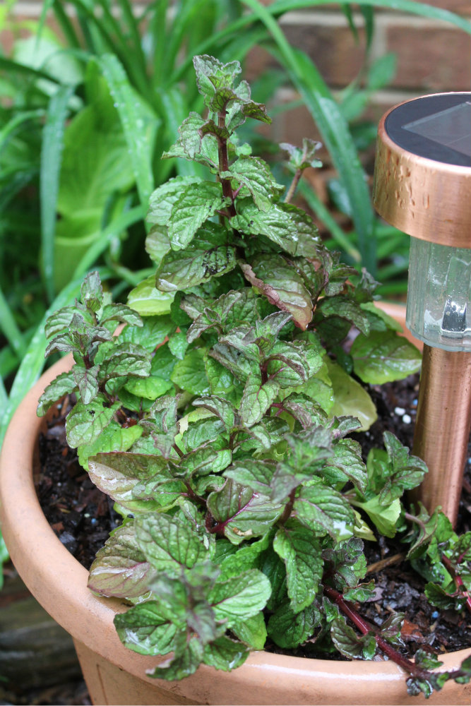 Gardening Tips for Small Spaces Growing Mint in Containers