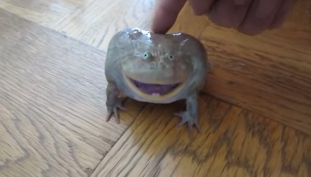 The frog owner touches it's back and the little frog screams.