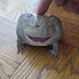An adorable frog that screams when frightened