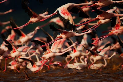 Pink Flamingos Gang at Lake Nakuru, Kenya