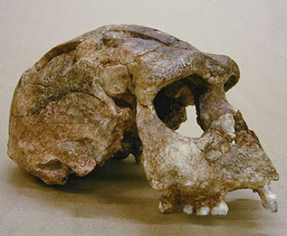 Pithecanthropus erectus