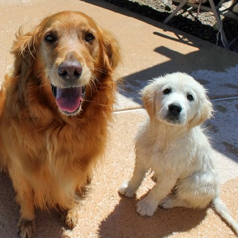 Golden Retriever Rescue So. NV
