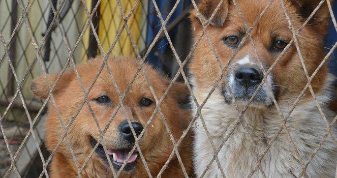 Prohibición del sacrificio de cualquier animal en los Centros de Recogidas de Animales, tanto estat