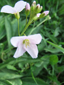 Cardamine pratensis