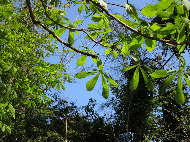 Fresh Horse Chestnut Leaves against a bright blue sky - in Spring (April)