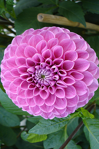 Dalia rosa - Solo Nuevas Dalia rosa - Solo Nuevas