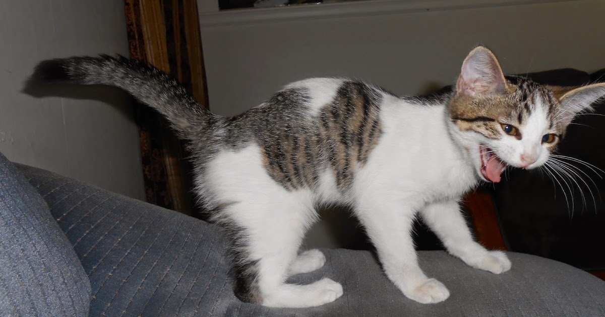 Evanger’s Tips Tackling Litter Box Issues