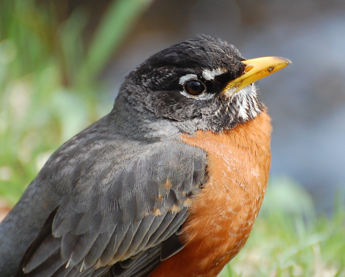 Urban Wildlife Guide The American Robin returns or does it?