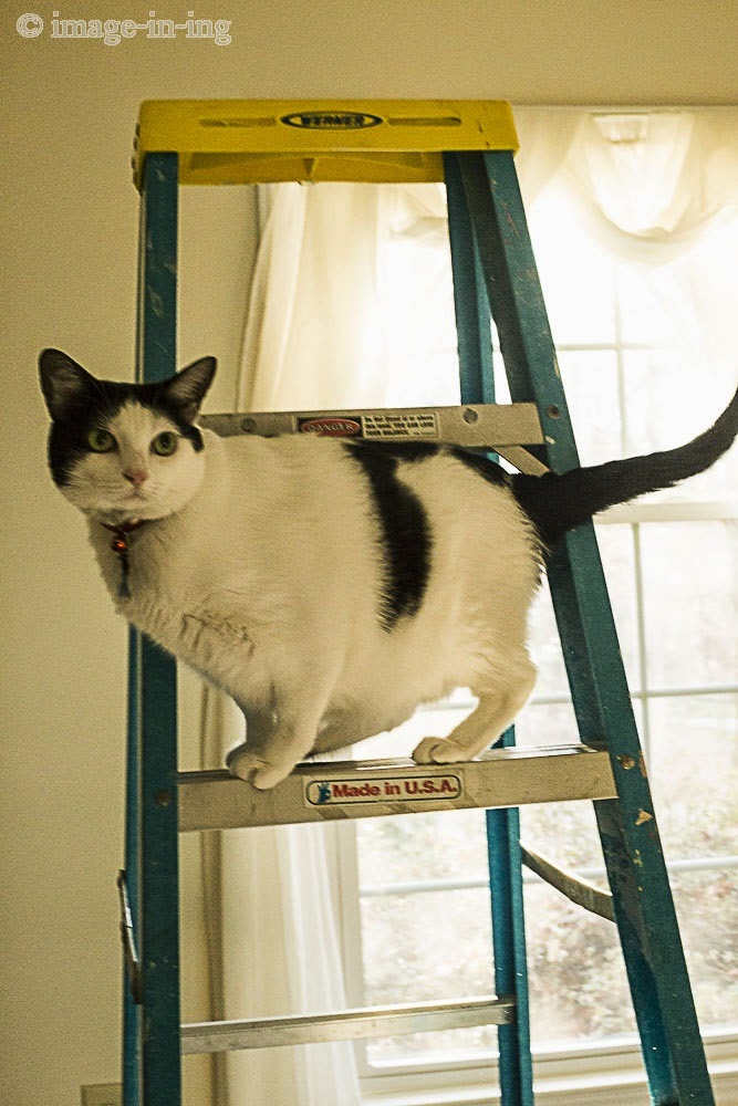 imageining Cat on a ladder