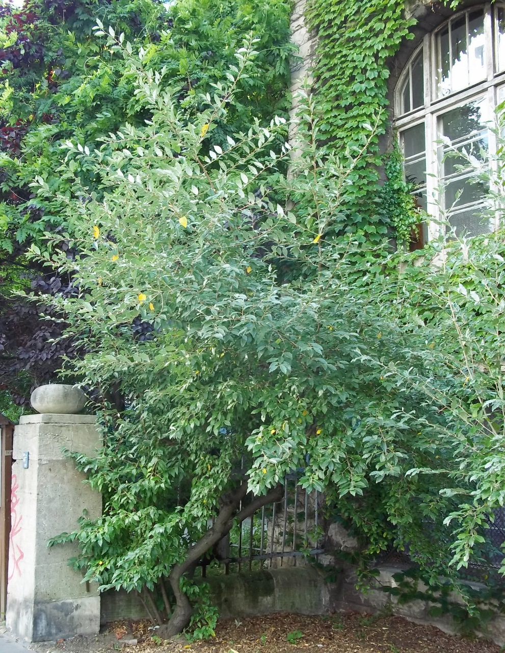 BGFAS Botanischer Garten BerlinLichtenberg Frankfurter Allee Süd (FAS