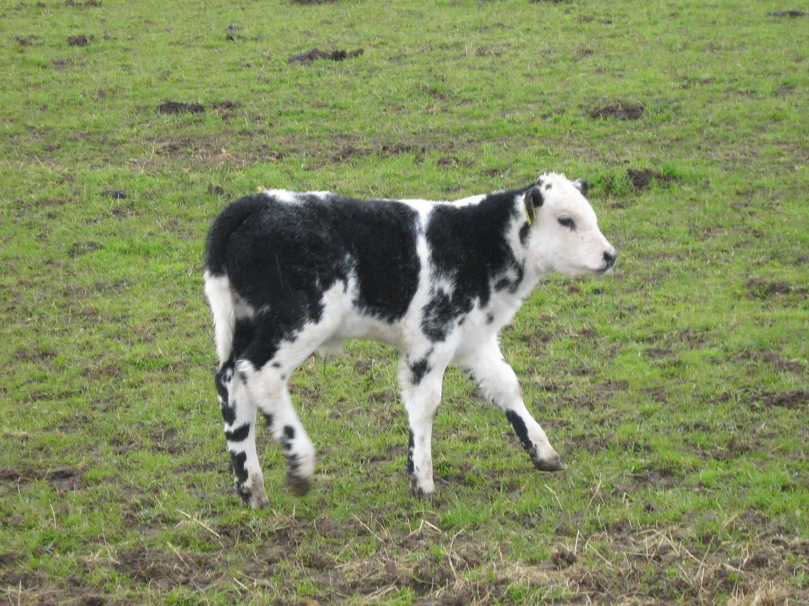 Cow Pictures Cow Pictures Baby Cow Pictures