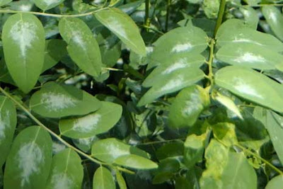 Manfaat Daun Katuk Untuk Kesehatan Manfaat Daun Katuk Untuk Kesehatan