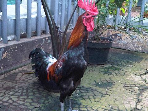 Ayam Bangkok Top: Central Unggas Farm and Central Ayam Farm