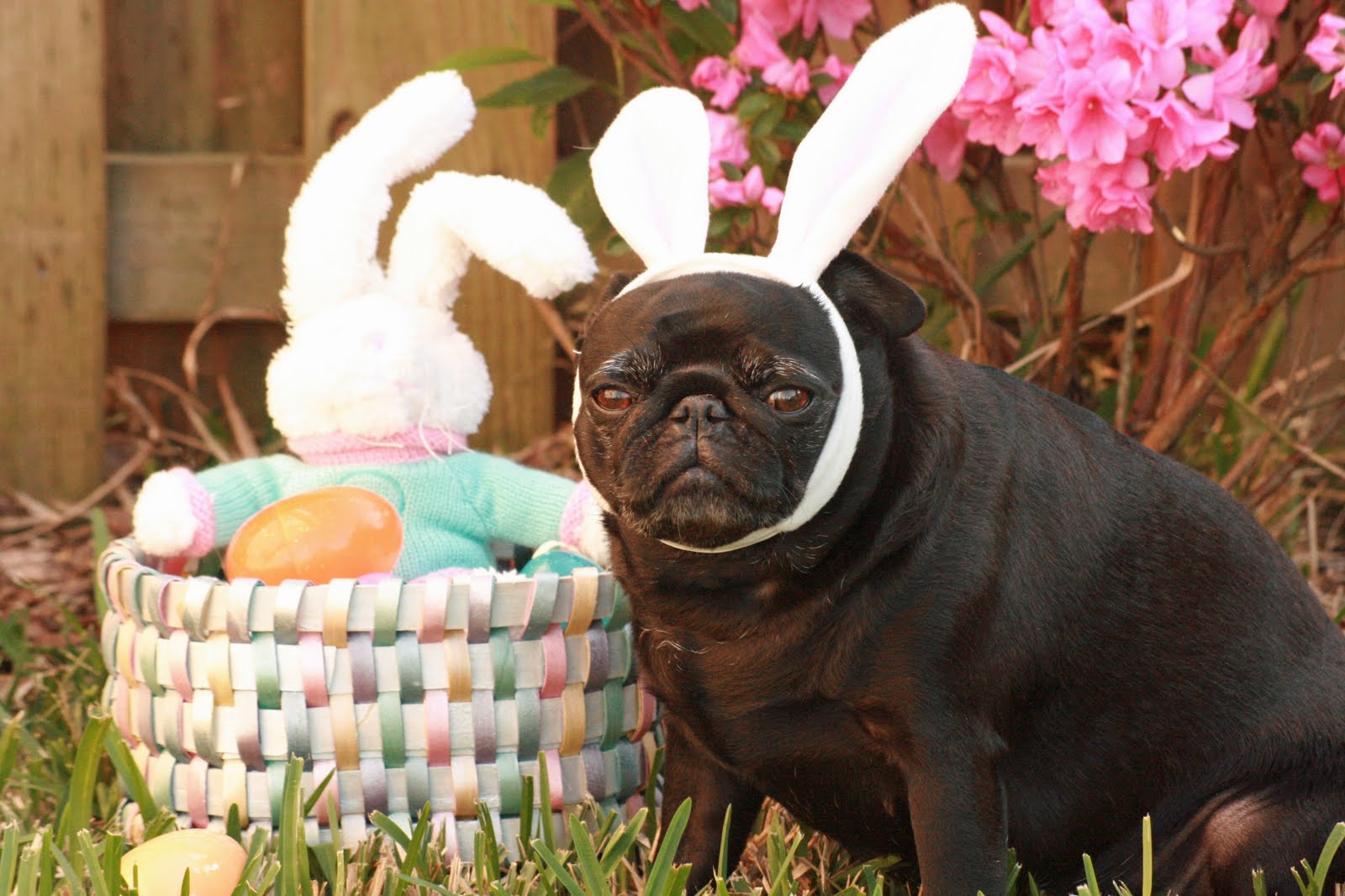easter pug pictures