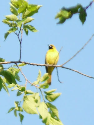 female oriole