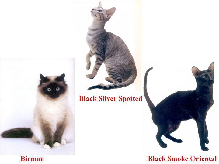 4 ayaklı Dostlarımız Hakkında Herşey Kedi Cinsleri (Resimli)