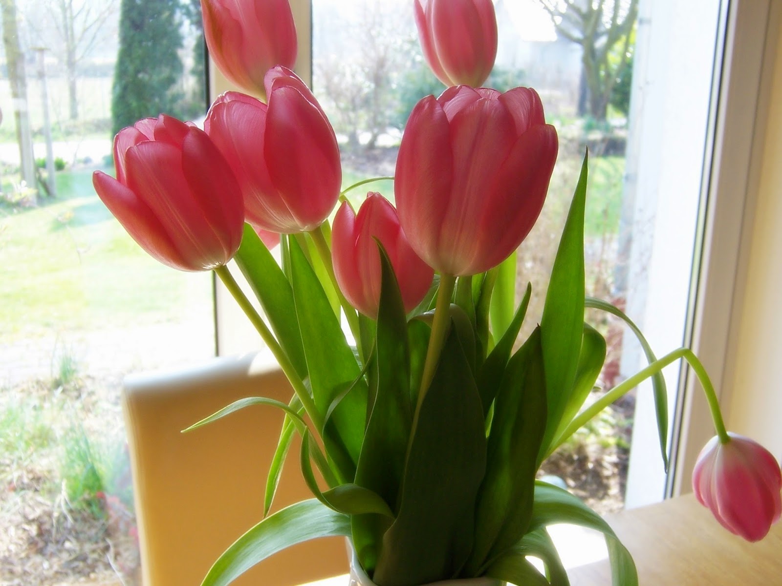 rieslingmama bring on the tulips