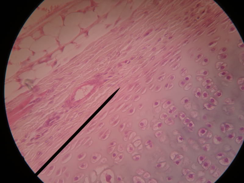 Bab Struktur Jaringan Hewan Karafuru^^