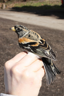 Male Brambling Fringilla montifringilla Male Brambling Fringilla montifringilla