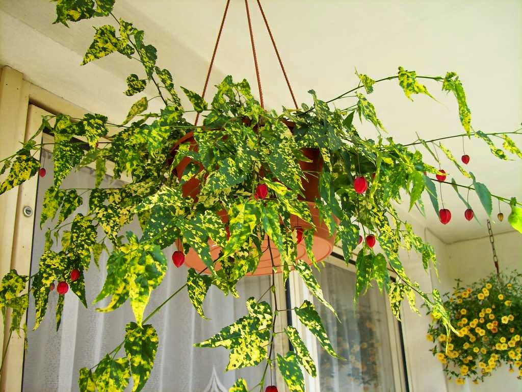 abutilon en maceta abutilon en maceta