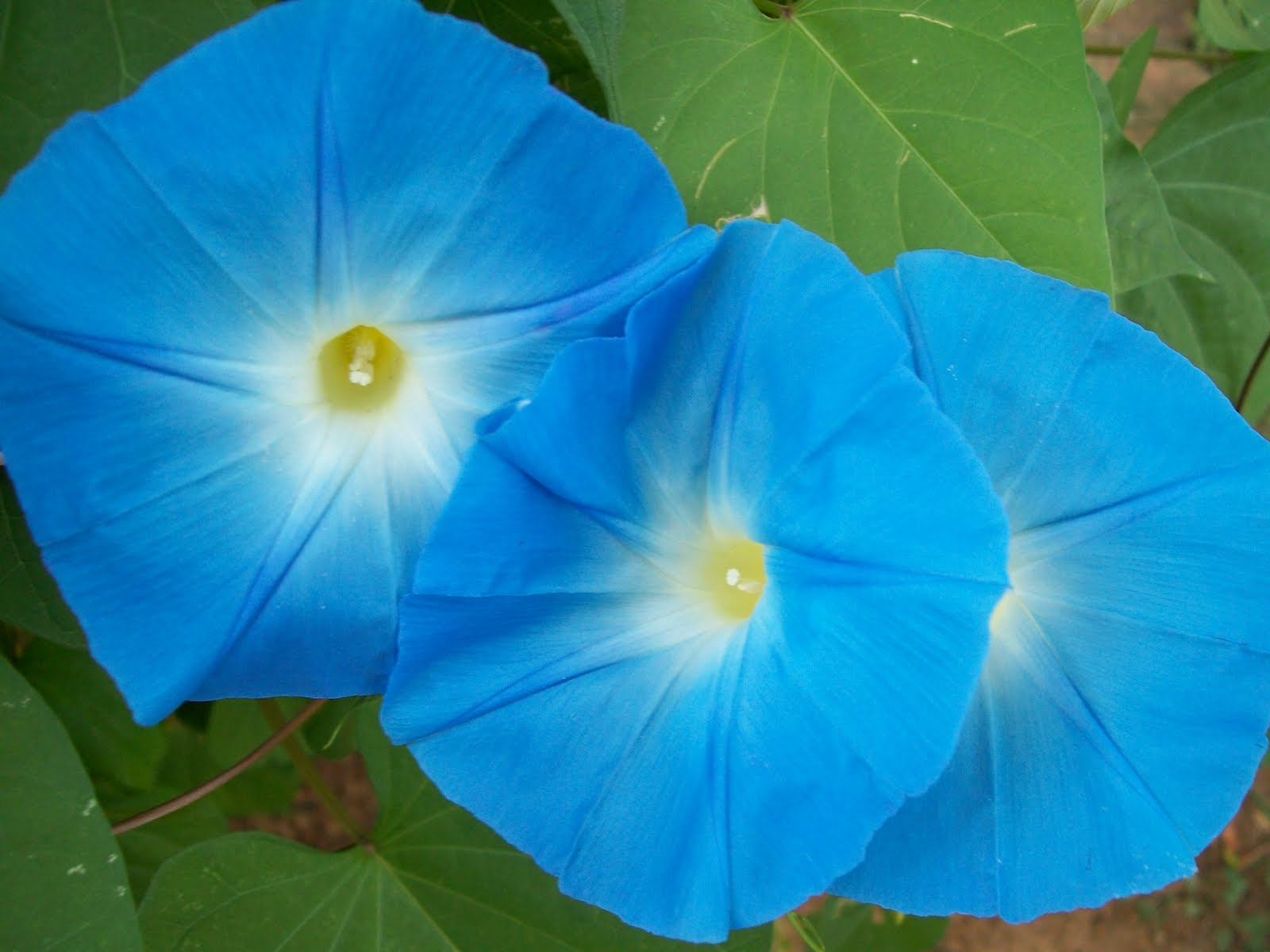 Blue Moonflower