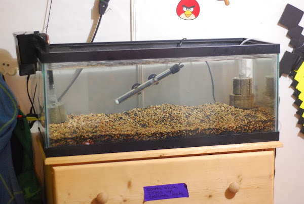 Day 3 Tank Cycle, American Aquarium Products