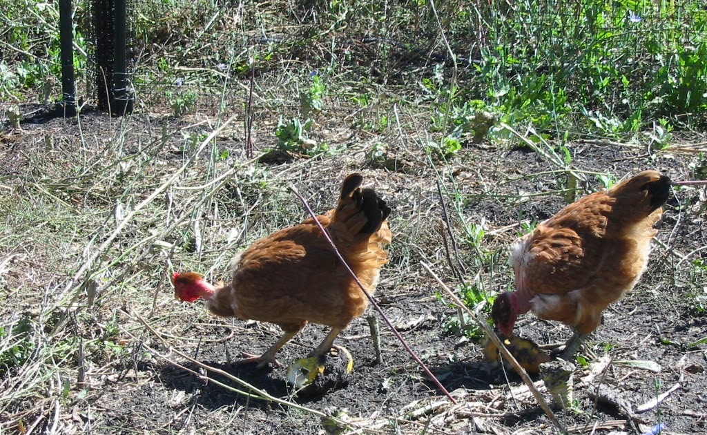 One Acre Farm We Have Chickens!