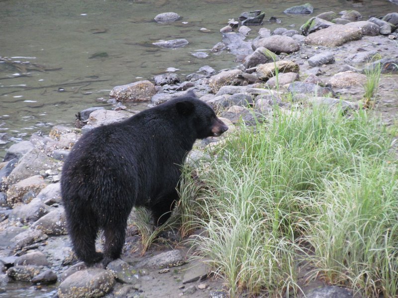 Grandma's Grand Adventures Mostly the bears and eagles at Herring Cove