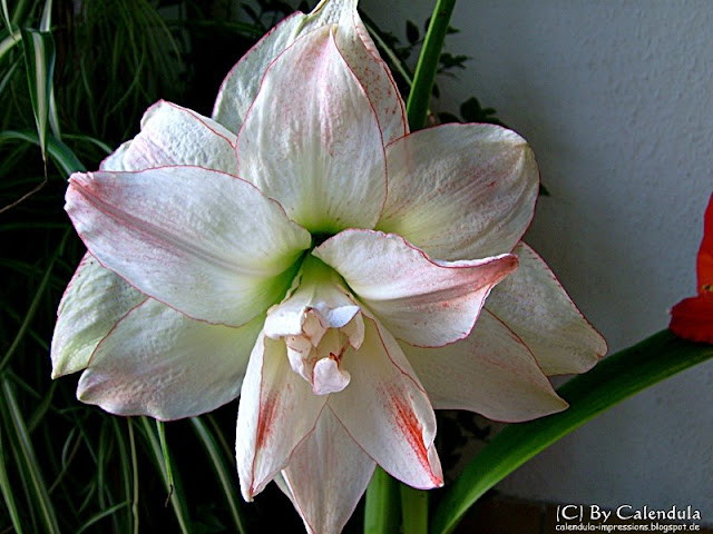 blühende Amaryllis