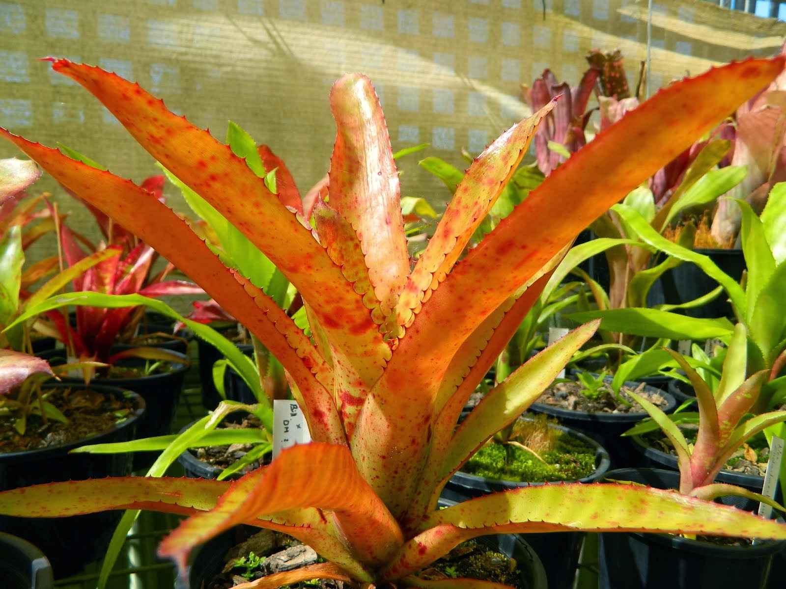 NEOREGELIA