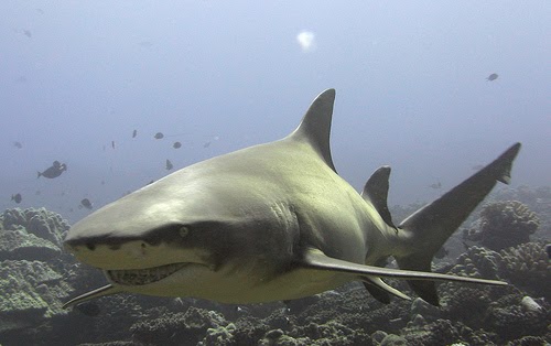 Animal Unique: Lemon Shark