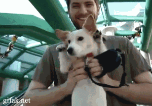 Dog+is+a+little+bit+confused+by+the+esca