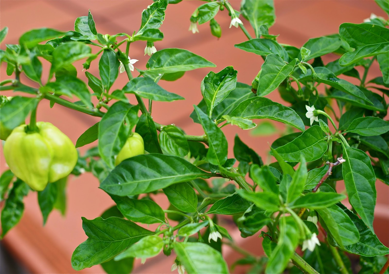 piment,