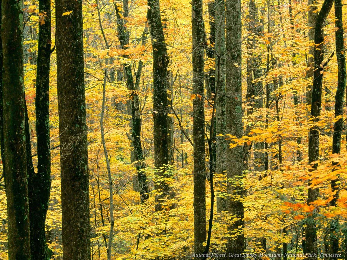 Beautiful Yellow Forest Scenery Backgrounds | Scenery Backgrounds
